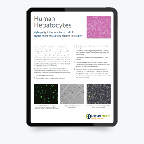 human hepatocyte thumbnail