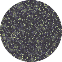 Hepatocyte graphic