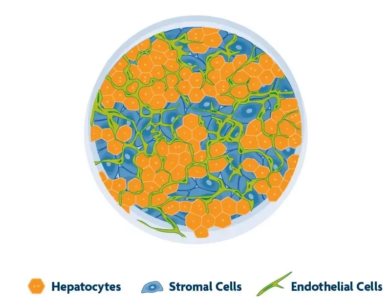 TruVivoShematic_top final copy