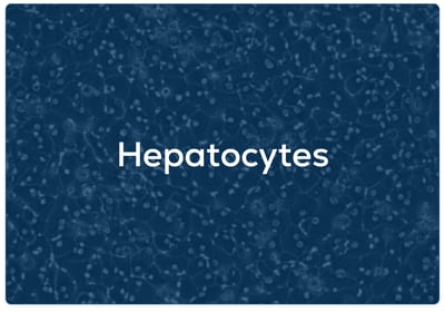 img-hepatocytes